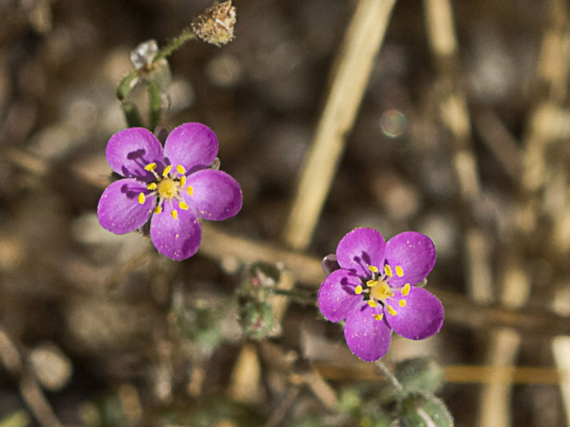 Matas de la Arenaria púrpura (Spergularia purpurea)