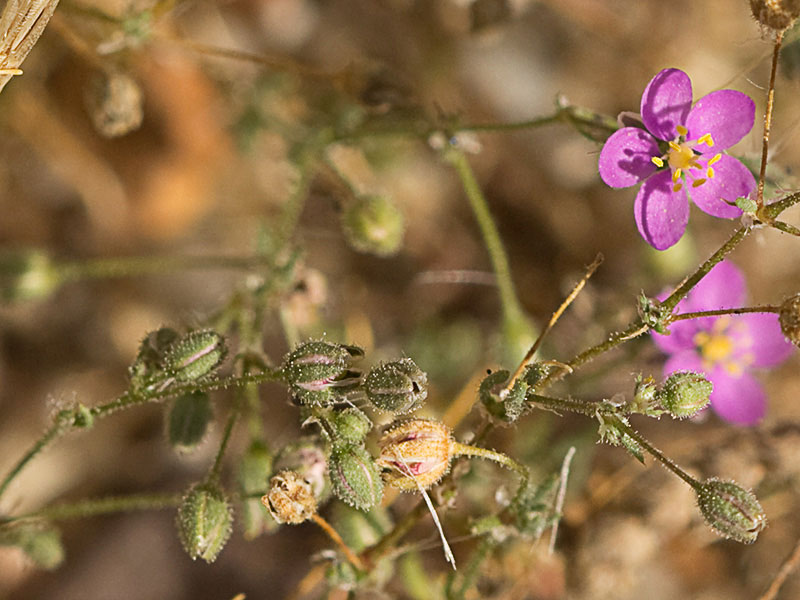 Matas de la Arenaria púrpura (Spergularia purpurea)