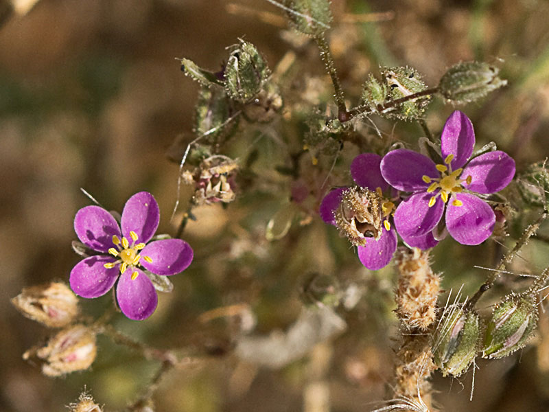 Matas de la Arenaria púrpura (Spergularia purpurea)