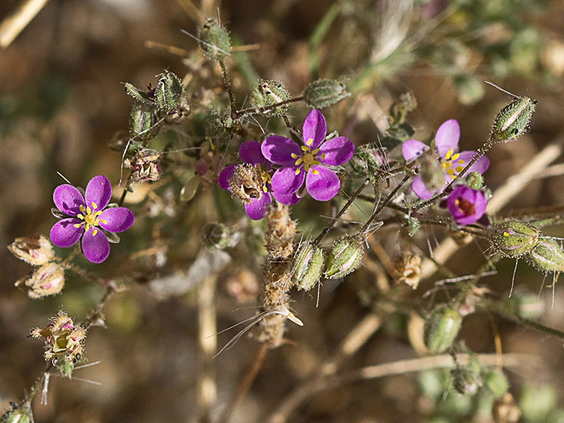 Matas de la Arenaria púrpura (Spergularia purpurea)