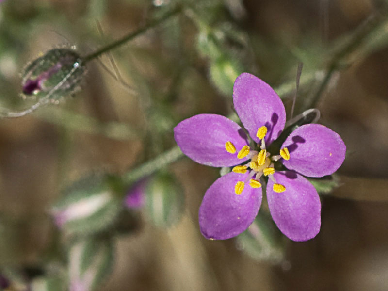 Matas de la Arenaria púrpura (Spergularia purpurea)