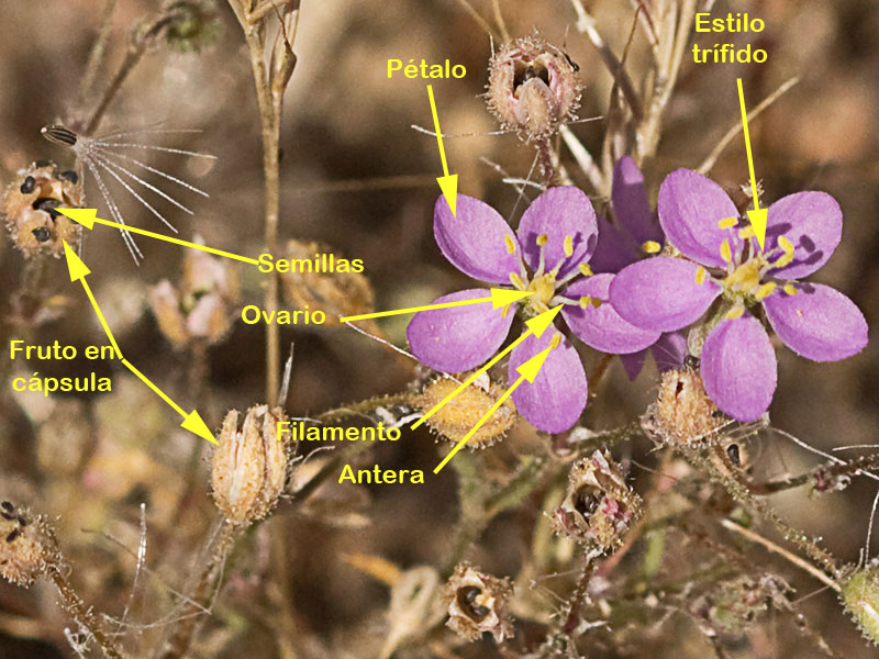 Matas de la Arenaria púrpura (Spergularia purpurea)