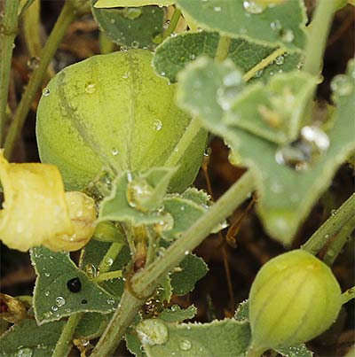Meloncillo de la aristoloquia menor (Aristolochia pistolochia)