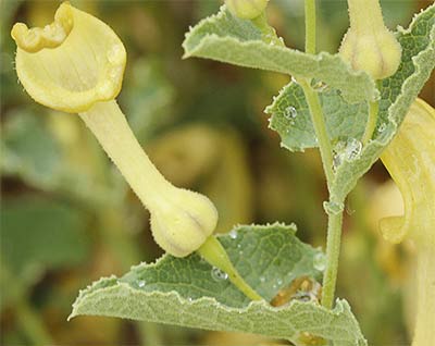 Aristoloquia menor (Aristolochia pistolochia)
