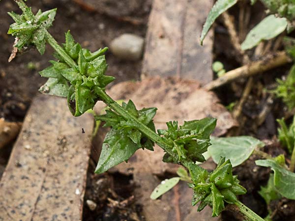 Armuelle (Atriplex patula)