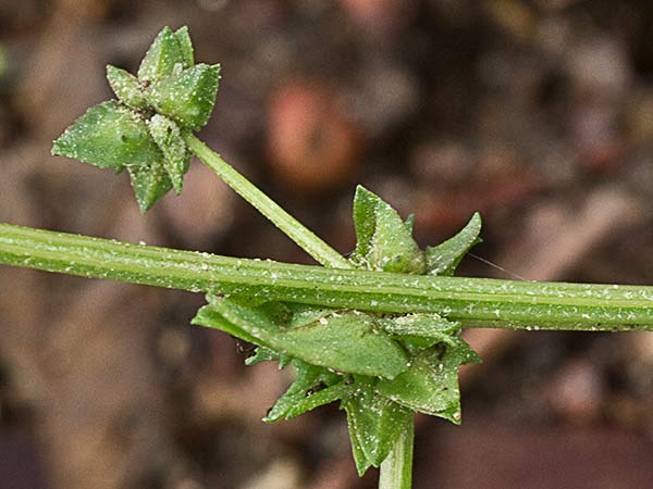 Armuelle (Atriplex patula)