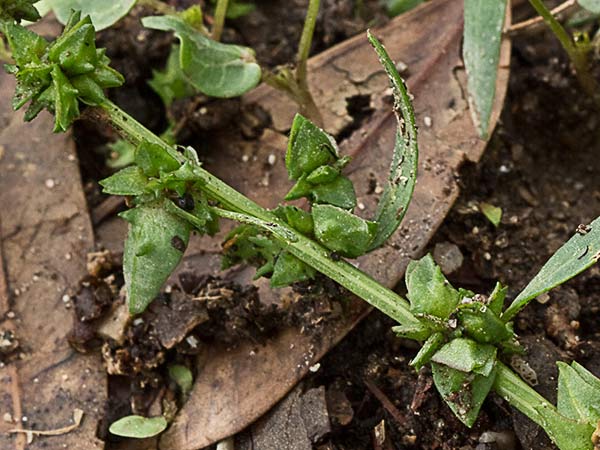Armuelle (Atriplex patula)