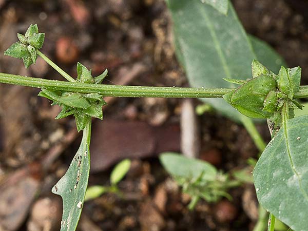 Armuelle (Atriplex patula)