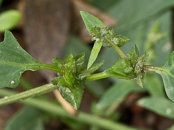 Armuelle (Atriplex patula)