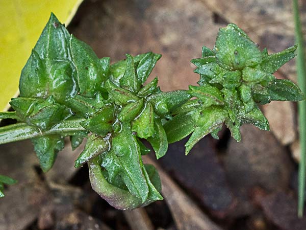 Armuelle (Atriplex patula)