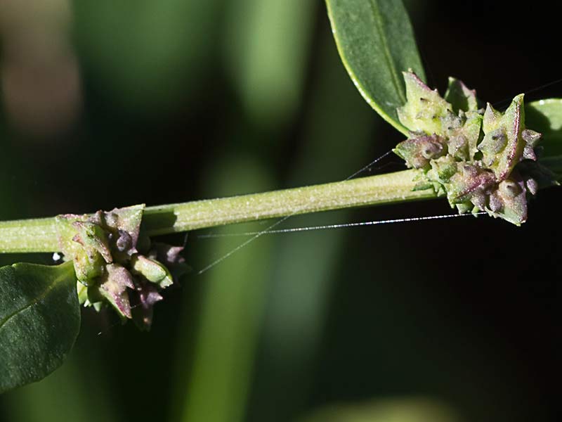 Armuelle (Atriplex patula)