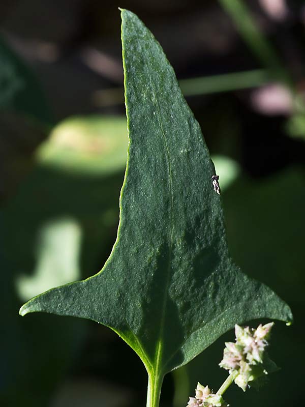 Armuelle (Atriplex patula)