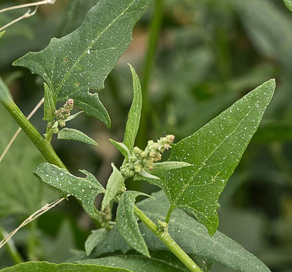 Armuelle silvestre