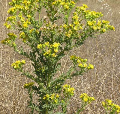 Hierba de Santiago, arnica, sacapeos (Senecio jacobaea )