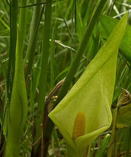 Flor del Aro (Arum Italicum)