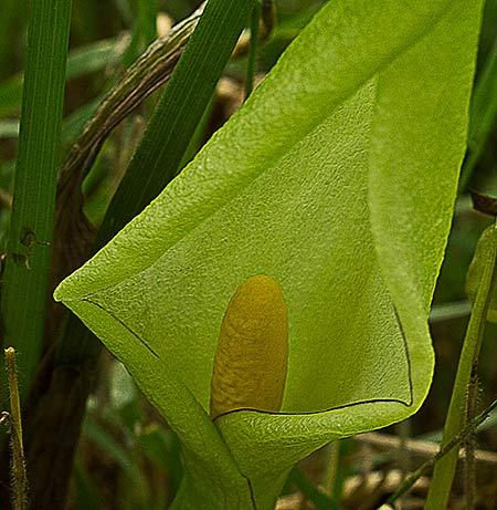 Flor del Aro (Arum Italicum)