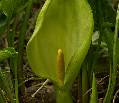 Otra flor del Aro (Arum Italicum)