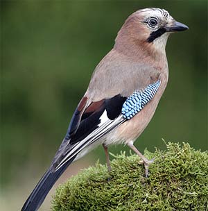 Arrendajo