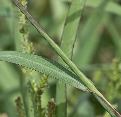 Tallo del Arrocillo (Echinochloa colonum)
