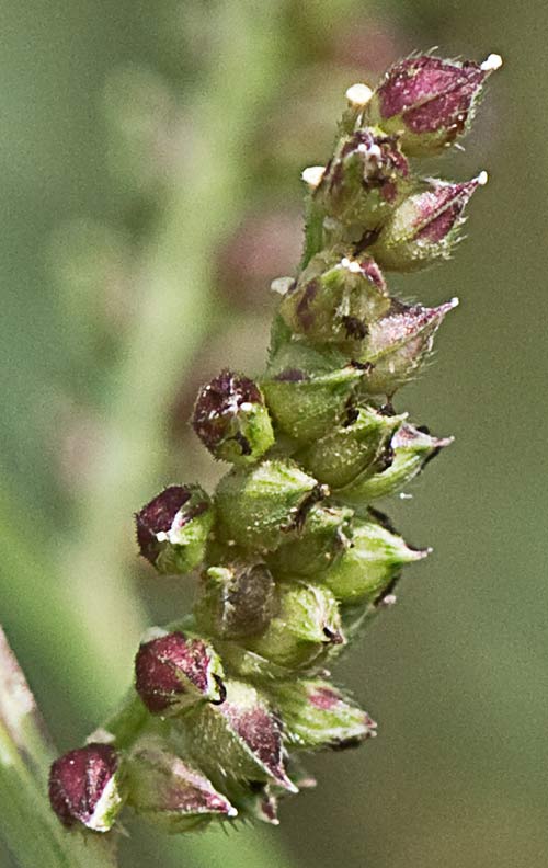 Otra espiguilla del  Arrocillo (Echinochloa colonum)