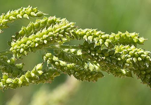Racimo del  Arrocillo (Echinochloa colonum)