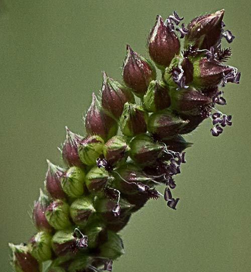 Granos de la espiguilla del  Arrocillo (Echinochloa colonum)