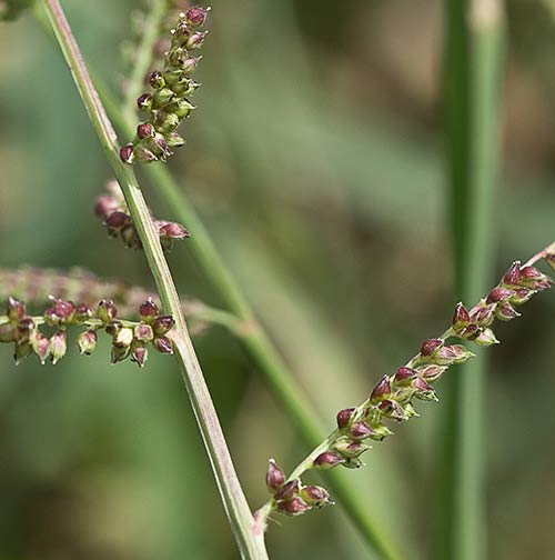 Espiguillas Arrocillo (Echinochloa colonum)