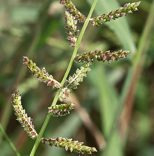 Racimo de espiguillas del Arrocillo (Echinochloa colonum)