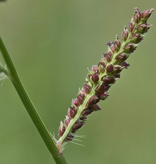 Otra foto de la espiguilla del Arrocillo (Echinochloa colonum)