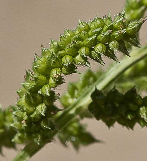 Detalle de una espiguilla de Arrocillo (Echinochloa colonum)