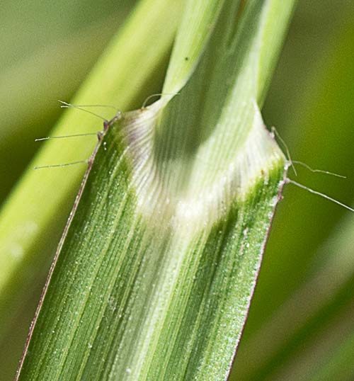 Aurícula y hoja del Arrocillo (Echinochloa colonum)