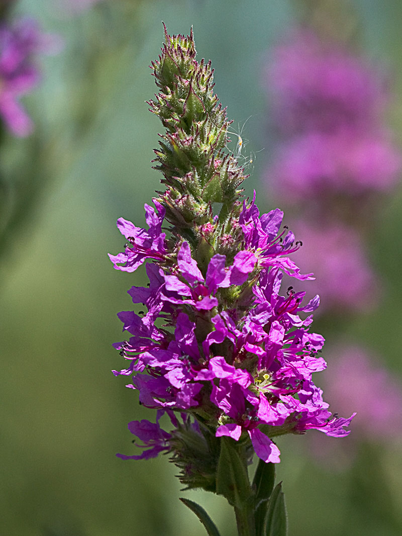 Flores de arroyuela