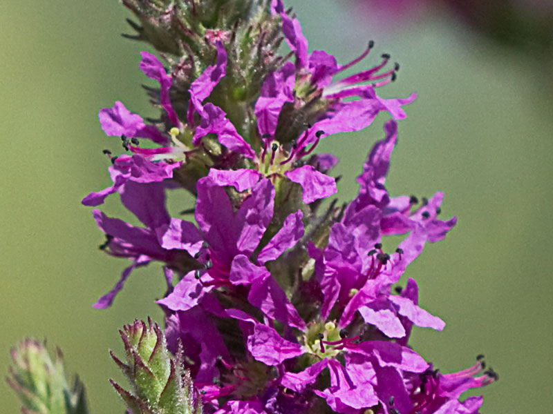 Flores de arroyuela