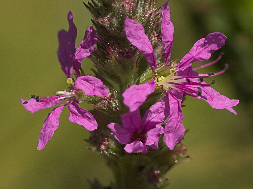 Flores de arroyuela