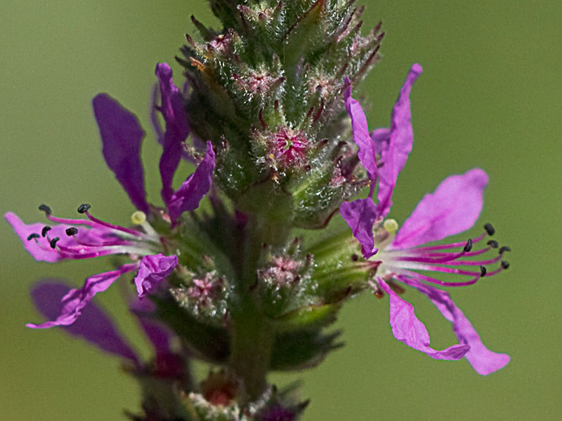 Flores de arroyuela