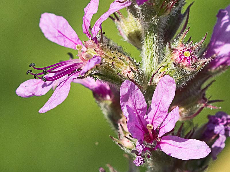 Flores de arroyuela