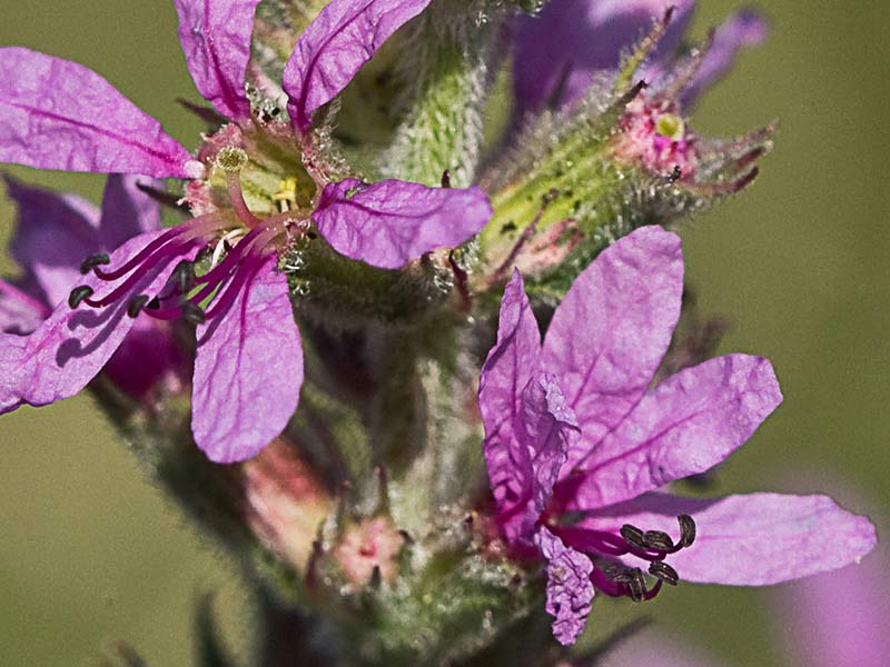 Flores de la arroyuela (Lythrum salicaria)