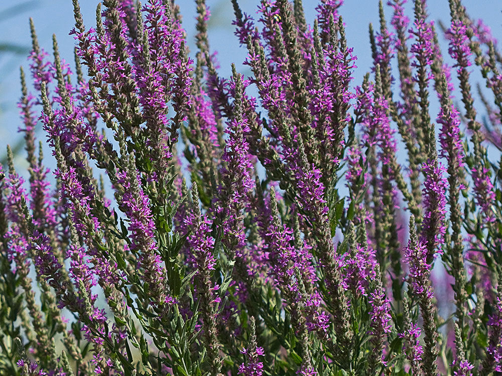 Flores de arroyuela