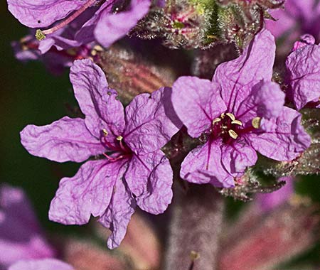 Flores de la arroyuela (Lythum salicaria)