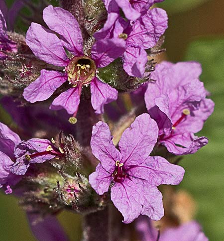Flores de la arroyuela (Lythum salicaria)