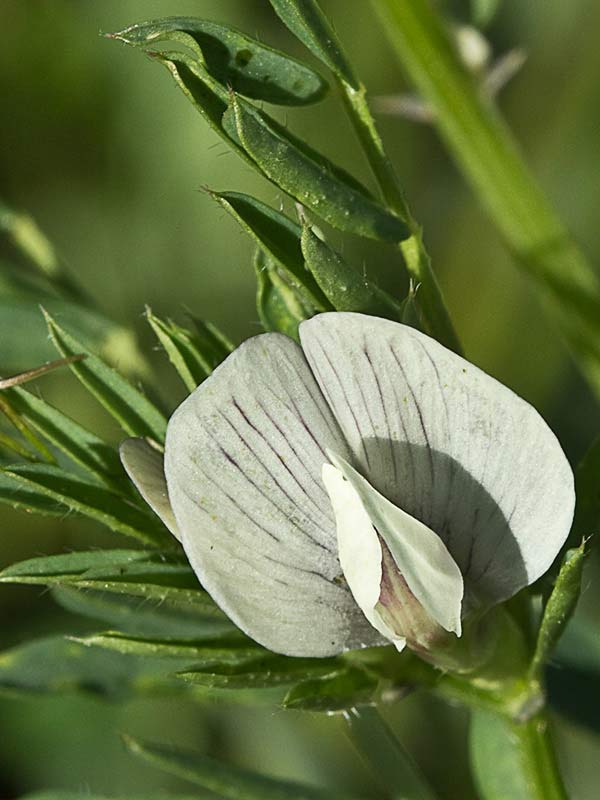 Flor de arveja amarilla
