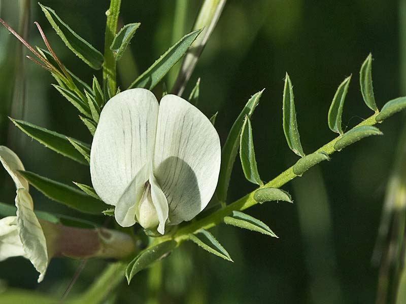 Flor de vicia lutea (Vicia lutea)