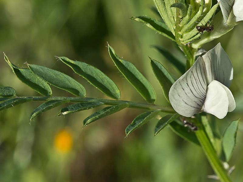 Flor de vicia lutea (Vicia lutea)