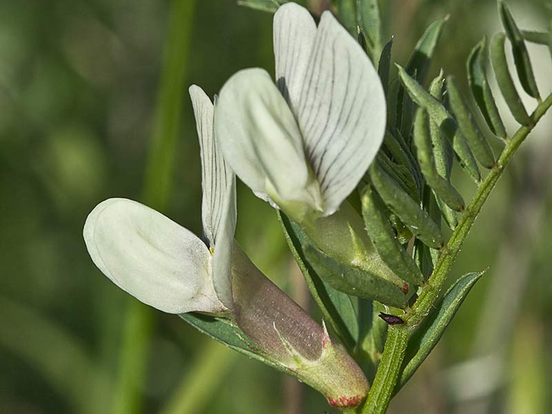 Arveja amarilla (vicia lutea)