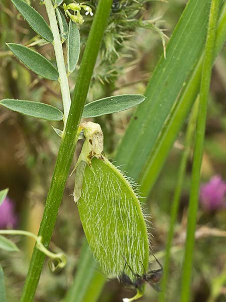 Leguminosa de la vicia lutea (Vicia lutea)