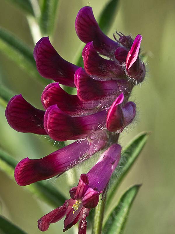 Inflorescencia de Arveja roja
