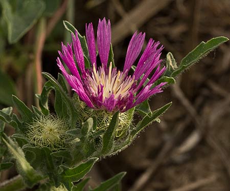 Centaurea Sonchifolia