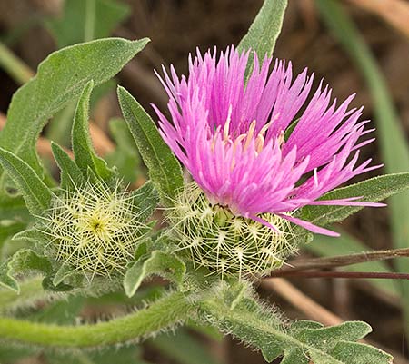Centaurea Sonchifolia