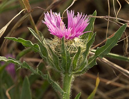 Centaurea Sonchifolia