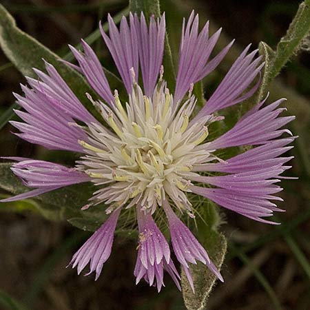 Flor de la Centaurea Sonchifolia